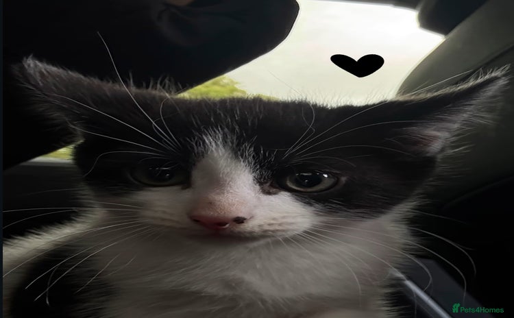British Longhair cats - Advert 1