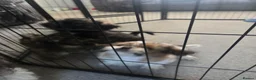 Shih Tzu dogs for sale: 2 male 1 female shih tzu  in Hartlepool - Advert 2