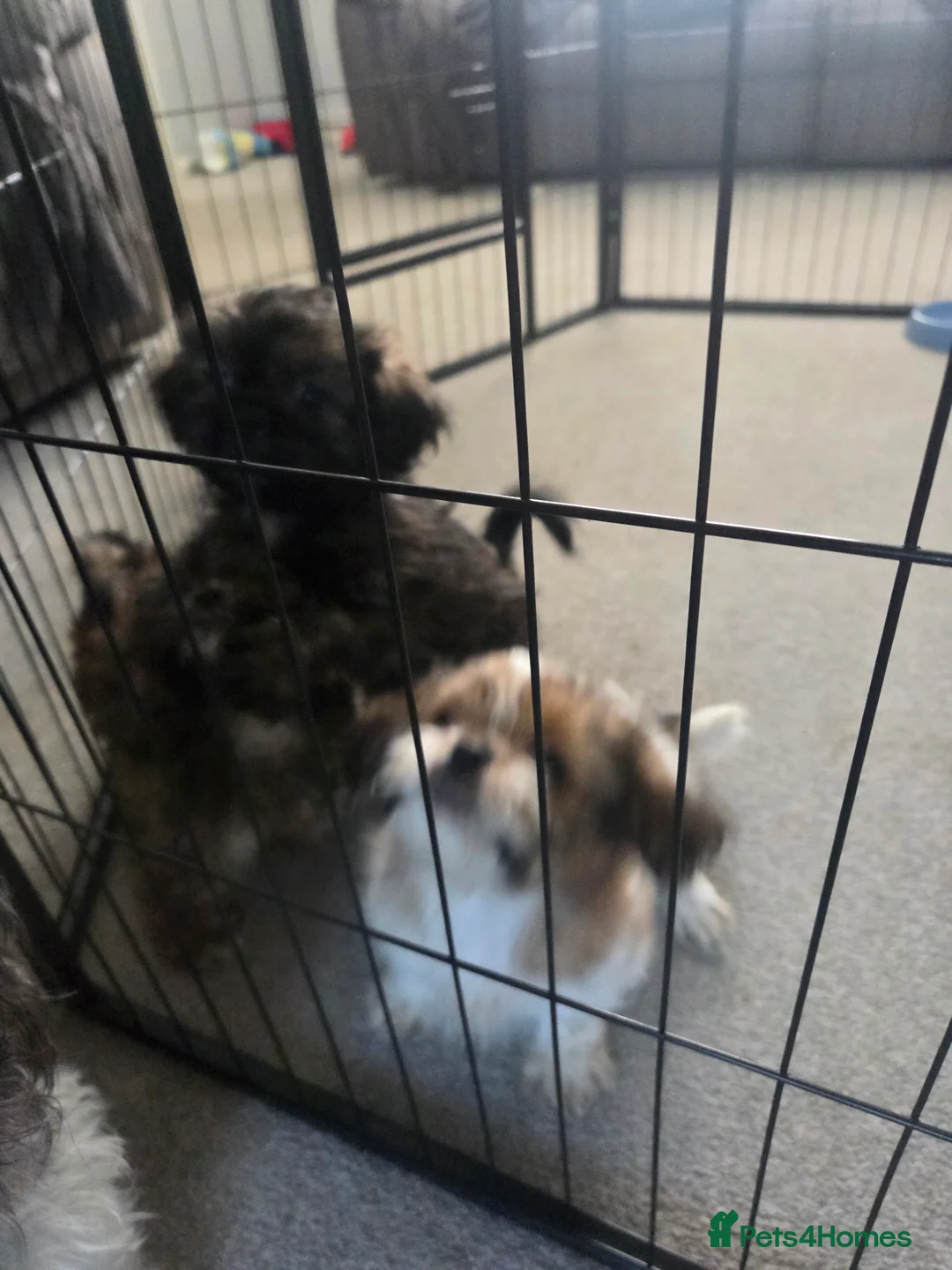 Shih Tzu dogs for sale: 2 male 1 female shih tzu  in Hartlepool - Advert 2