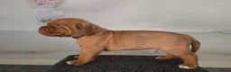 Dogue De Bordeaux dogs for sale: Exceptional KC Dogue de Bordeaux Puppies - Advert 27