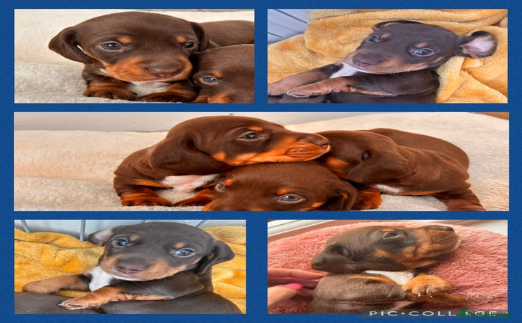 Miniature Dachshund dogs - Advert 5