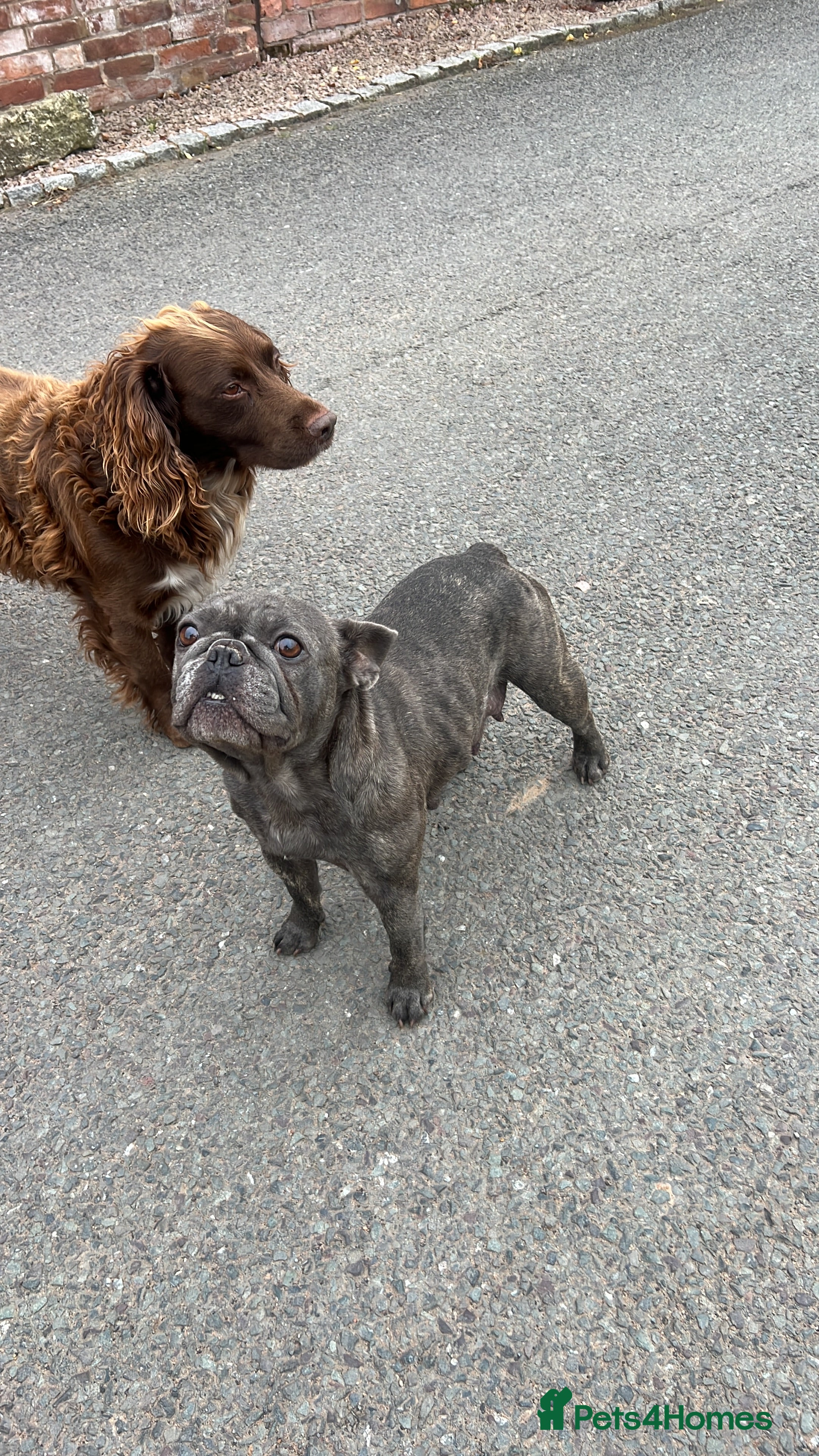 Mixed Breed dogs Working Cocker Spaniel/French Bulldog - Advert 1