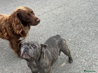 Mixed Breed dogs Working Cocker Spaniel/French Bulldog - Advert 3