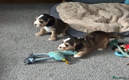 Cocker Spaniel dogs for sale: Beautiful sable puppies - Image 13