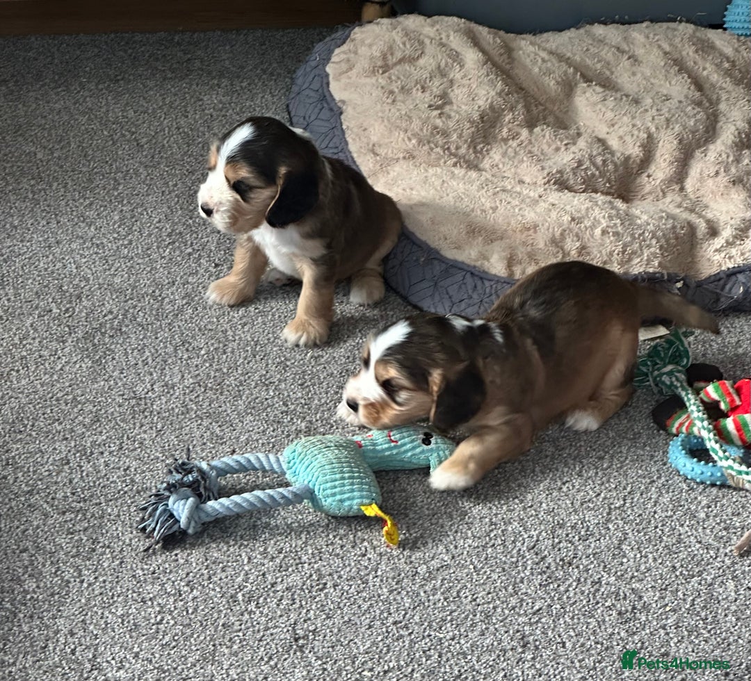 Cocker Spaniel dogs for sale: Beautiful sable puppies - Image 13