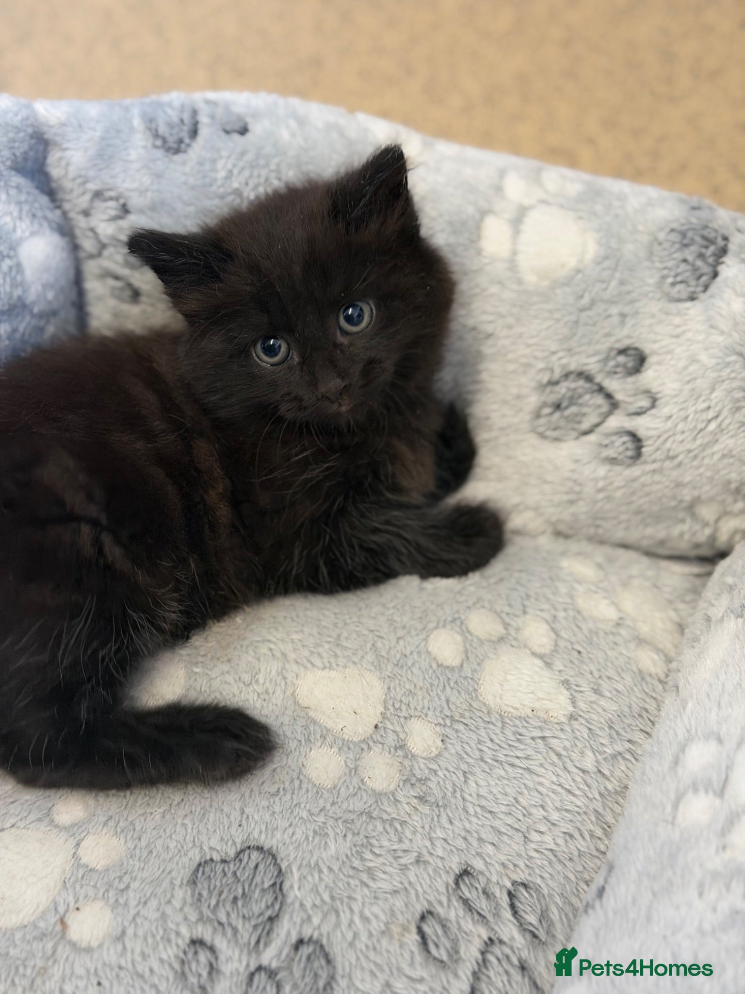 Mixed Breed cats     Fluffy Black Male Kitten for sale  - Advert 1