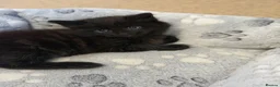 Mixed Breed cats for sale:     Fluffy Black Male Kitten for sale  - Advert 1