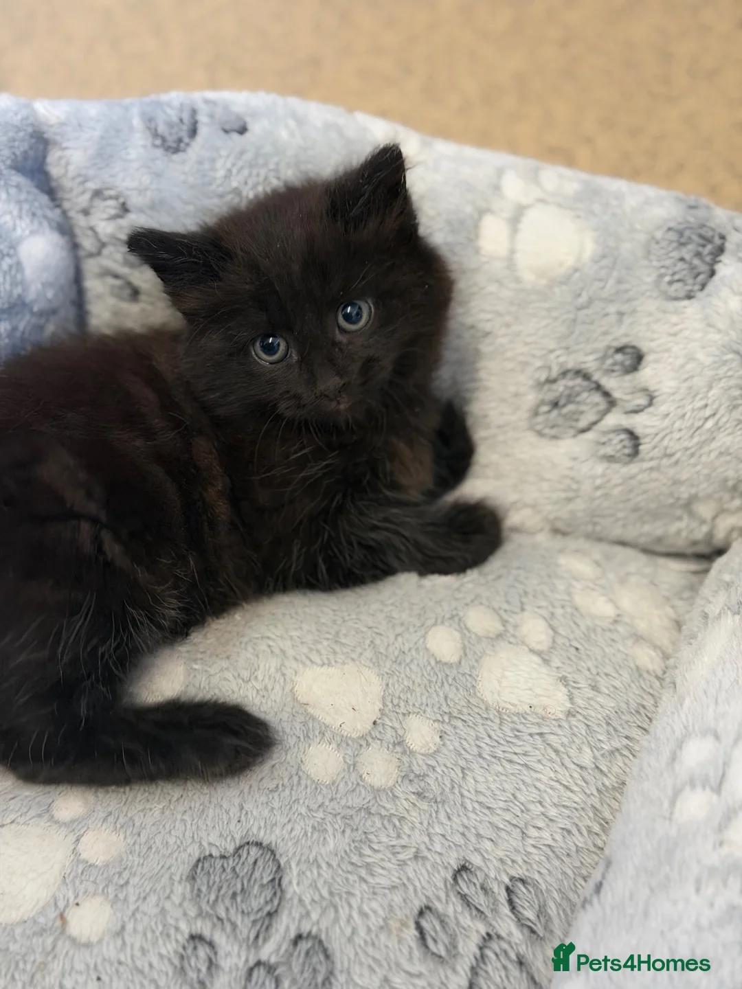 Mixed Breed cats for sale:     Fluffy Black Male Kitten for sale  - Advert 1