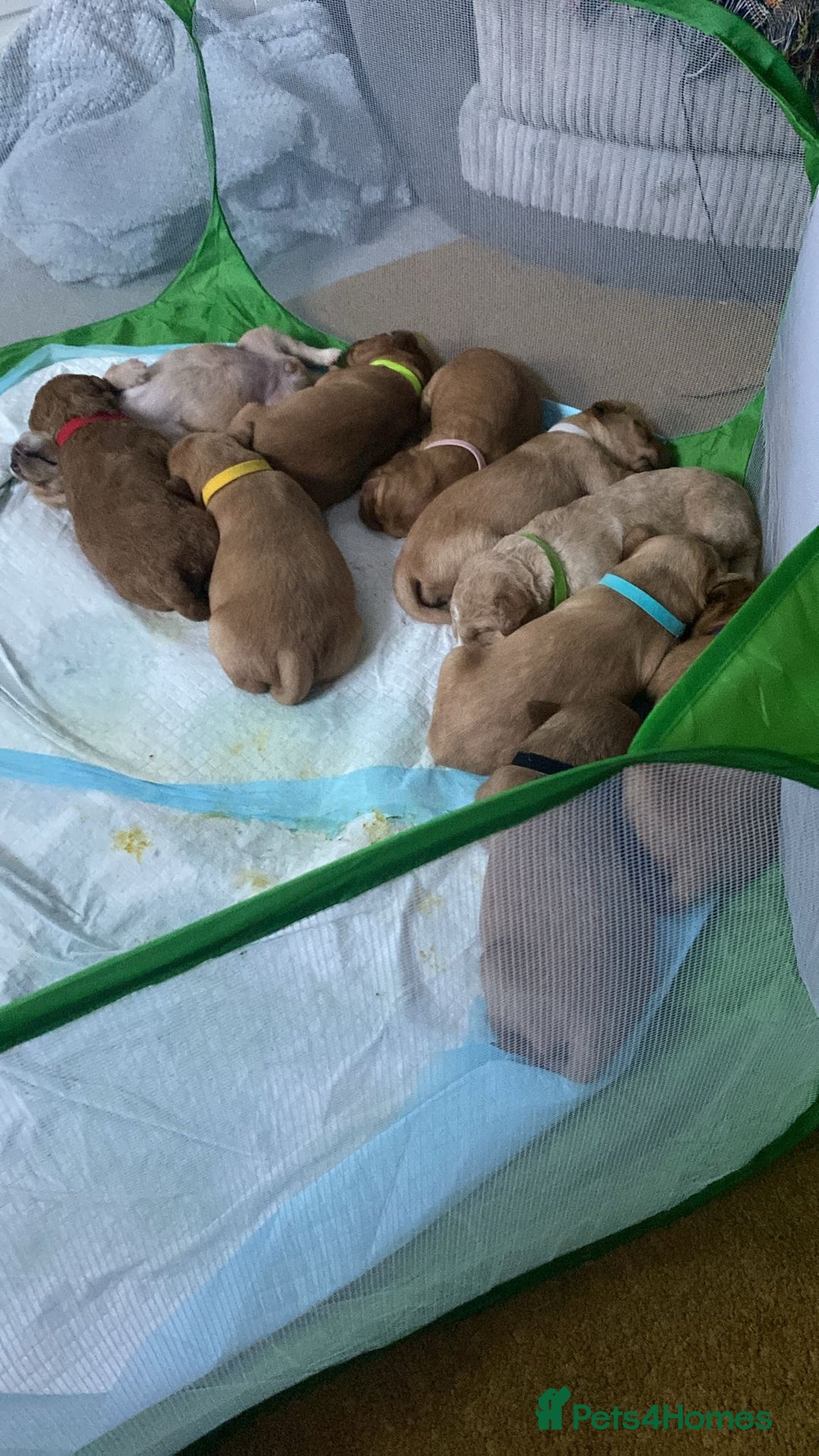 Australian Labradoodle dogs for sale: Australian Labradoodle Puppies F1b - Image 23
