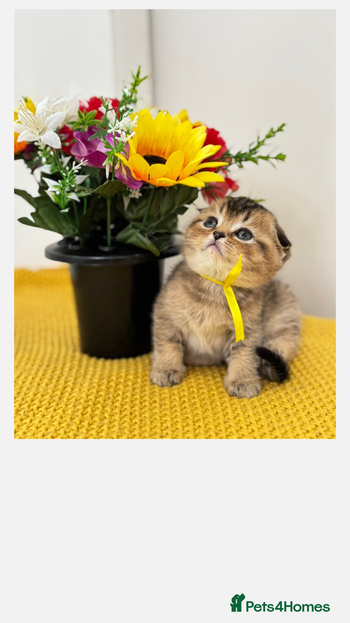 Scottish Fold cats Scottish Fold X British Shorthair Kittens - Advert 13