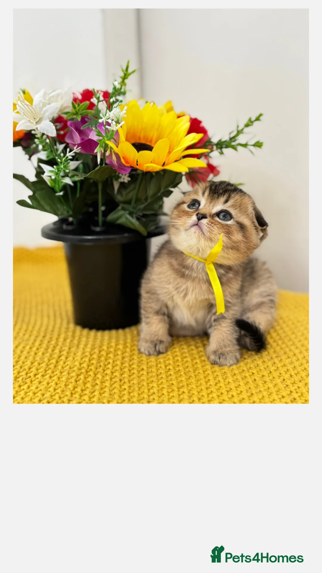 Scottish Fold cats for sale: Scottish Fold X British Shorthair Kittens - Advert 1