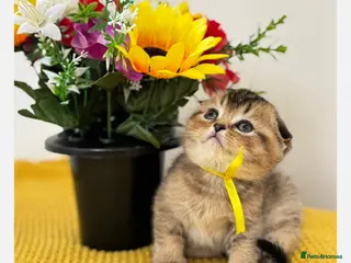 Scottish Fold cats Scottish Fold X British Shorthair Kittens - Advert 5