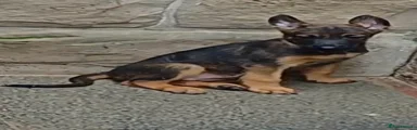 Belgian Shepherd Dog 5