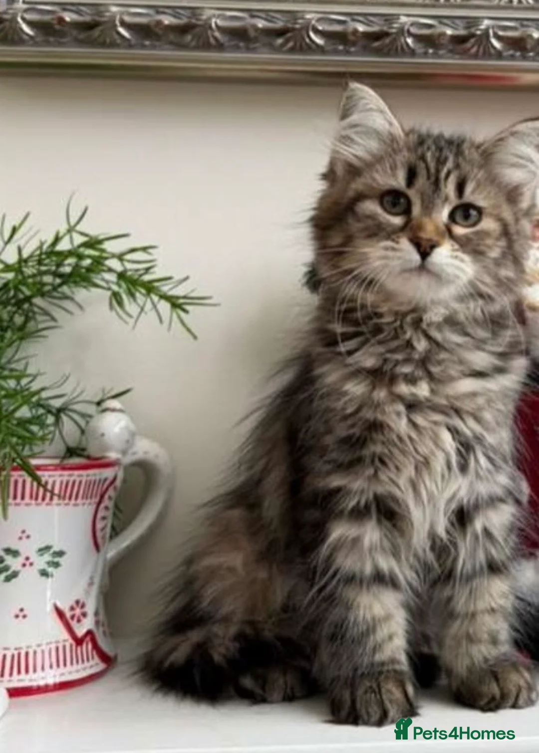 Maine Coon cats for sale: Maine coon kitten  - Advert 1