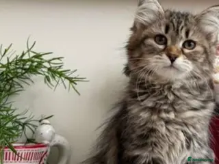 Maine Coon cats Maine coon kitten - Advert 2