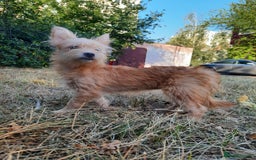 Mixed Breed dogs for adoption: 💖🐶 NIKOLETTA 🐶💖 - Image 10
