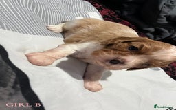 Cavalier King Charles Spaniel dogs for sale: Beautiful Cavalier King Charles Spaniel Puppies - Image 7