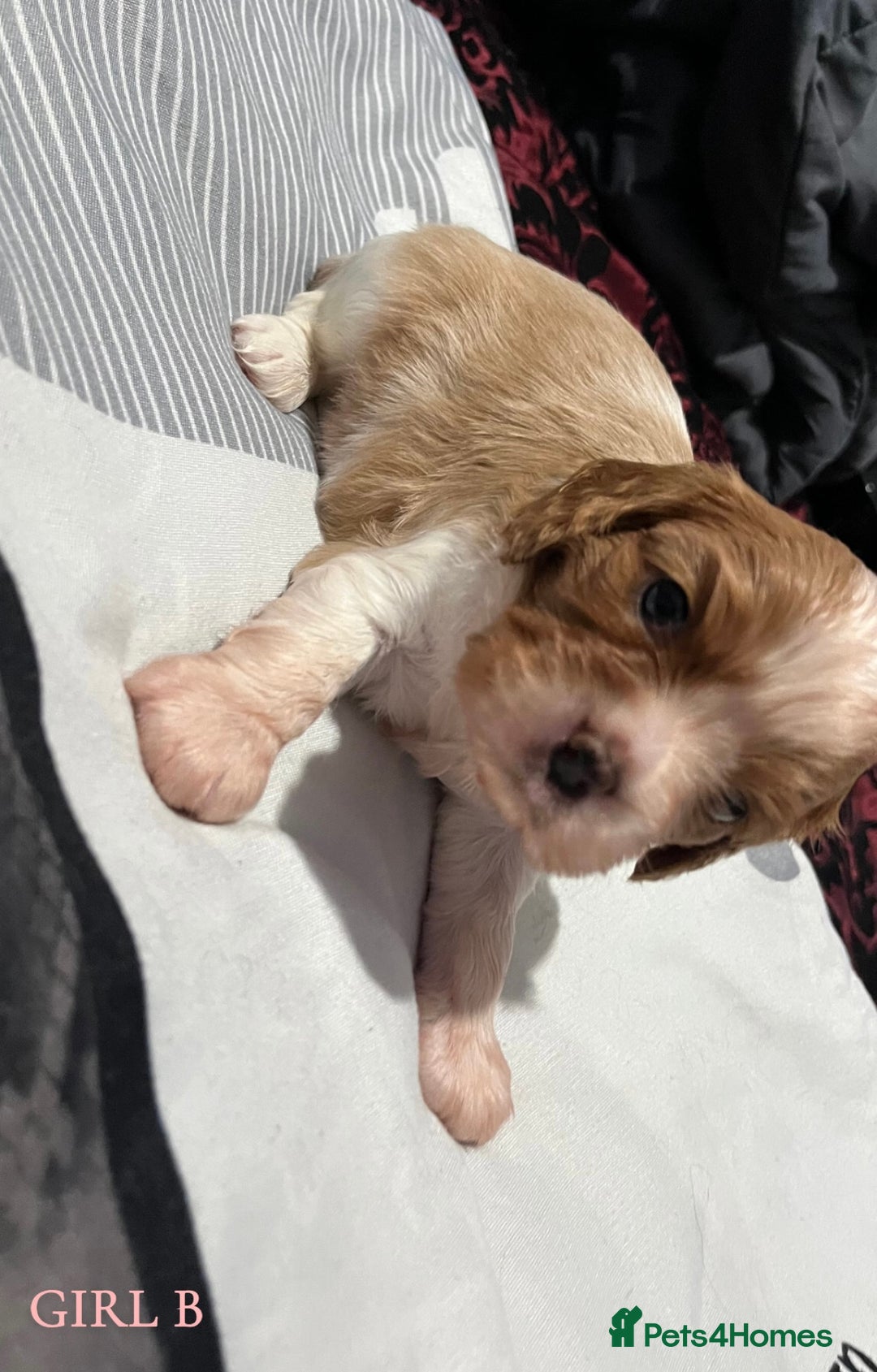 Cavalier King Charles Spaniel dogs for sale: Beautiful Cavalier King Charles Spaniel Puppies - Image 7
