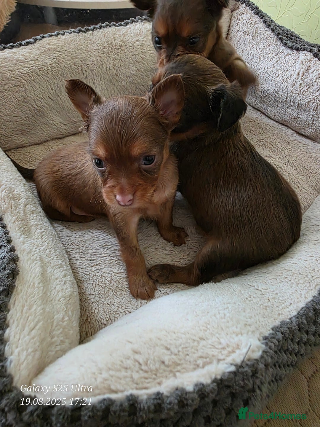 Russian Toy Terrier dogs for sale: Russian Toy Puppies  - Image 4