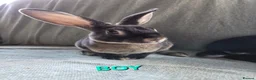 Rex rabbits for sale: £80pr Super Tame UNRELATED Mini Rex  - Advert 2
