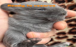 Mini Lop rabbits for sale: Rabbits for sale  - Image 4