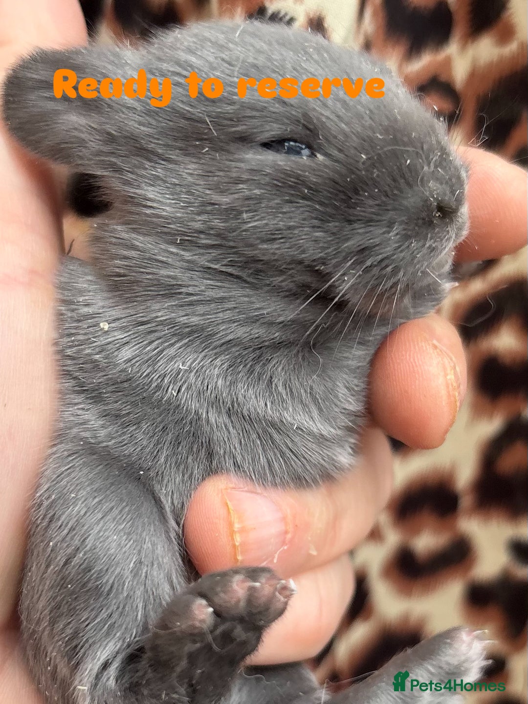 Mini Lop rabbits for sale: Rabbits for sale  - Image 4