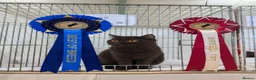 British Shorthair cats for sale: 100% PURE BSH GIRLS champion show quality  - Advert 10