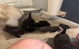 Ragdoll cats for sale: Half Ragdoll kittens  - Image 12
