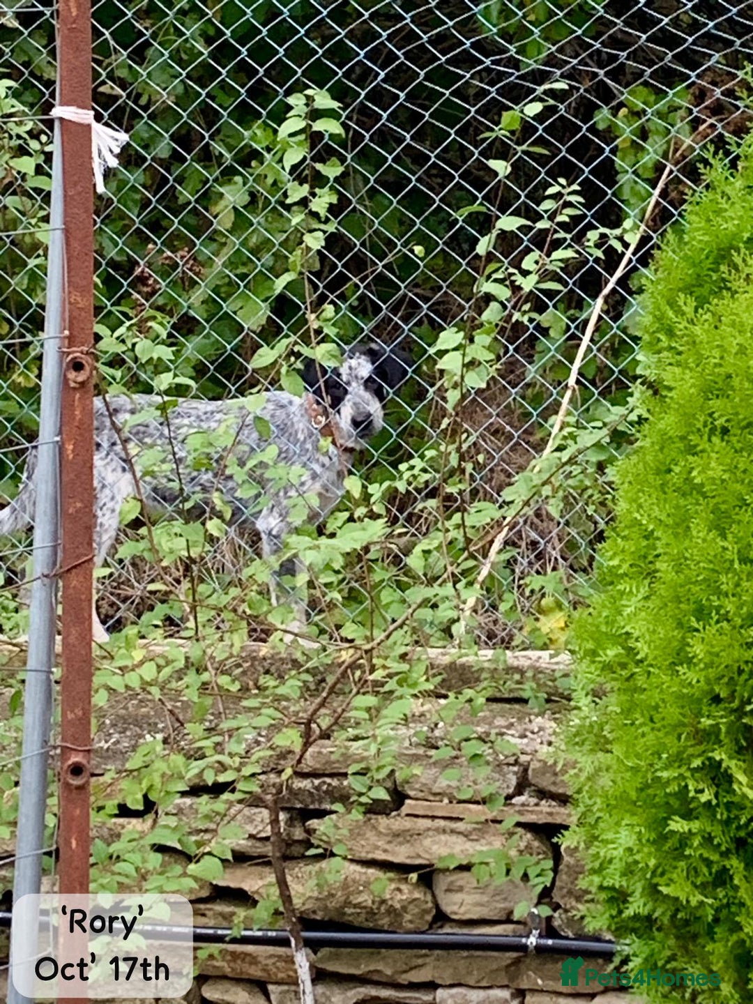 Mixed Breed dogs for adoption: Rory, 6-7 months approx. Available for adoption. - Advert 16