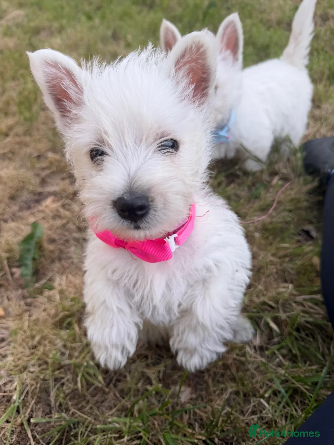 West Highland Terrier dogs for sale: KC Registered West Highand Terriers - Advert 1