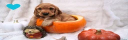 Cocker Spaniel dogs for sale: Beautiful cocker spaniel puppies  - Advert 11