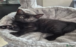 British Shorthair cats for sale: British short-hair x - Image 3