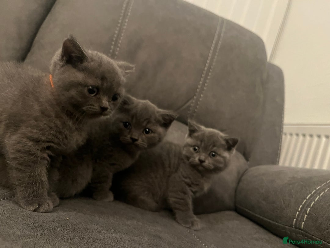 British Shorthair cats for sale: Pedigree BSH fluff balls  - Advert 3