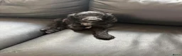 Cockapoo dogs for sale: F2 Cockapoo Puppies - Home Bred - Advert 6
