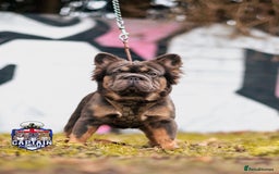 French Bulldog dogs for sale: Fluffy French bulldog🦁 - Image 7