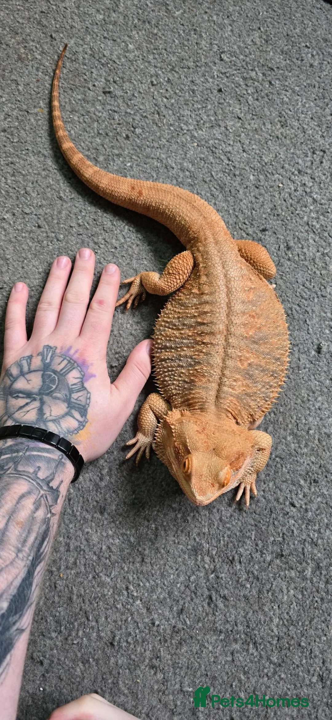 Bearded Dragon reptiles for sale: Bearded dragon in Dumbarton - Advert 2