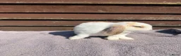 Mini Lop rabbits for sale: Baby mini lops  - Advert 9