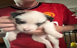 Mixed Breed dogs for sale: Siberian Husky X Staff/Lhasa Apso. Only 2 left!!  - Image 31