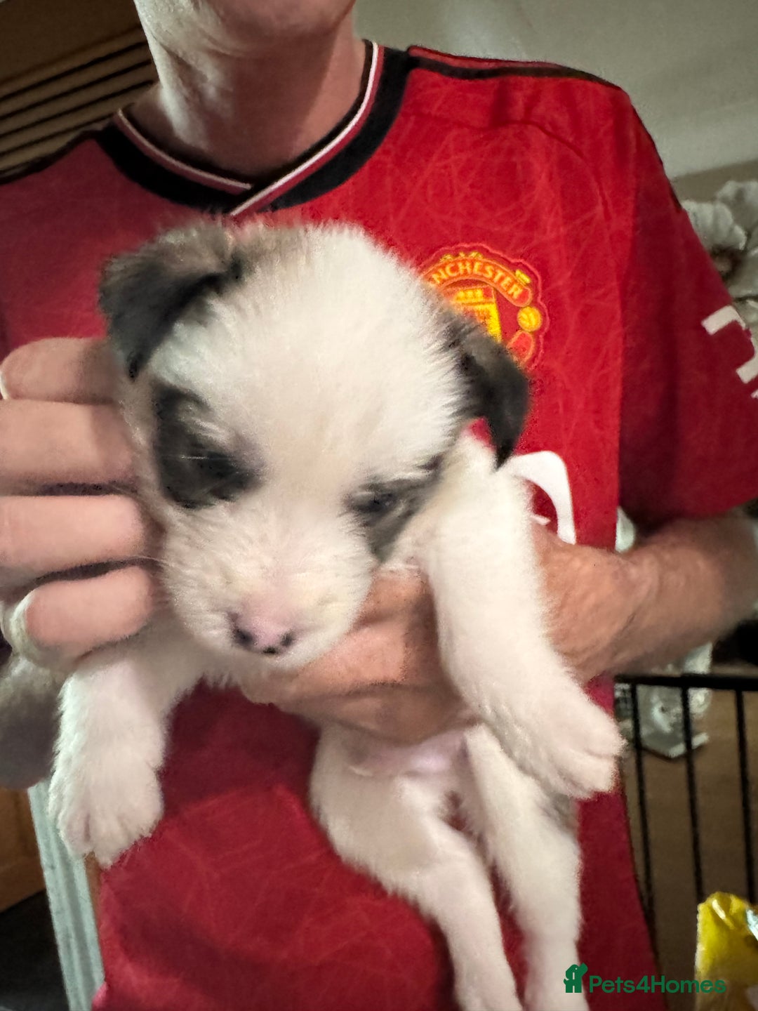 Mixed Breed dogs for sale: Siberian Husky X Staff/Lhasa Apso. Only 2 left!!  - Image 31