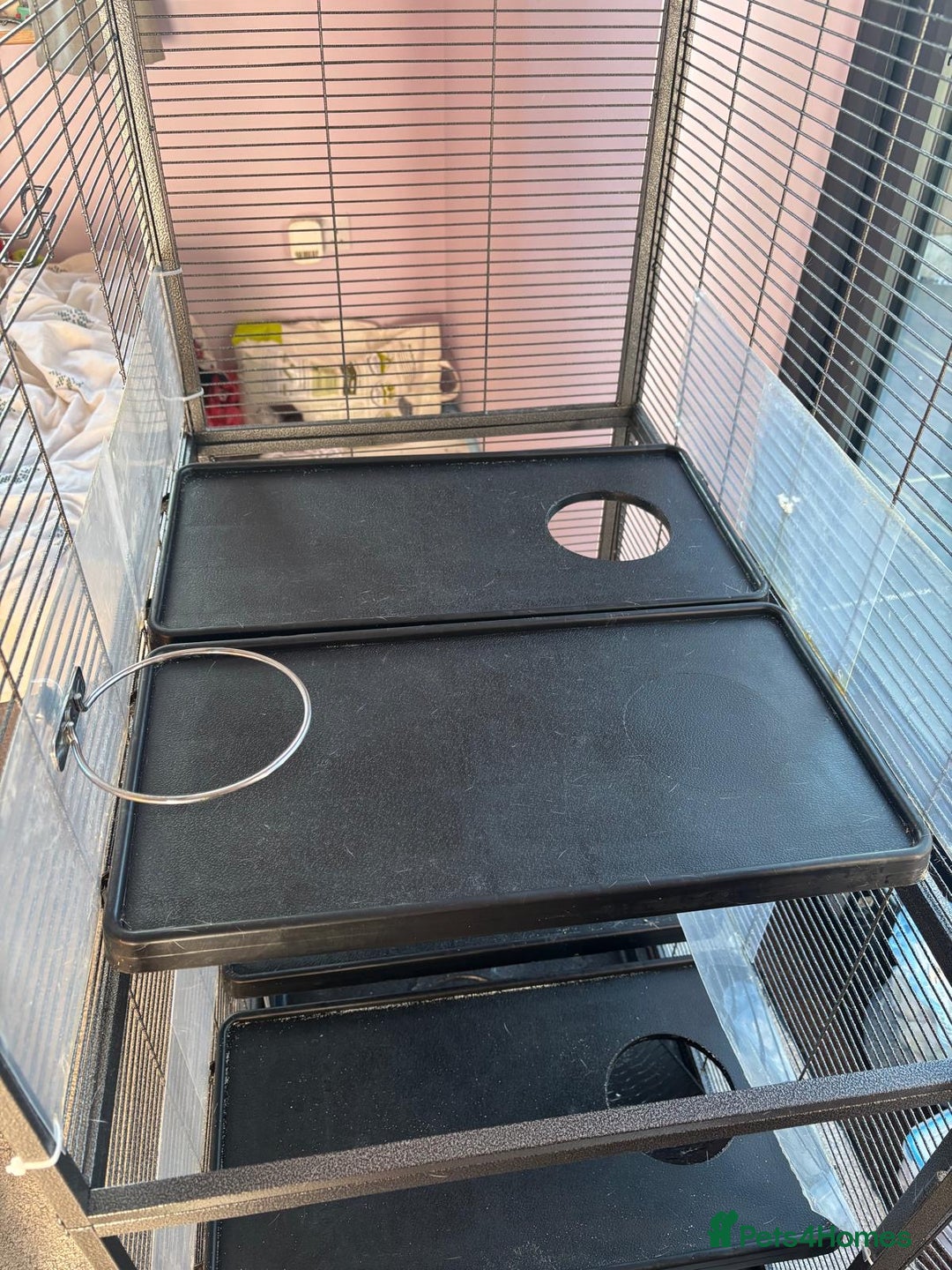 Rat rodents for sale: Dumbo Rats - Advert 24