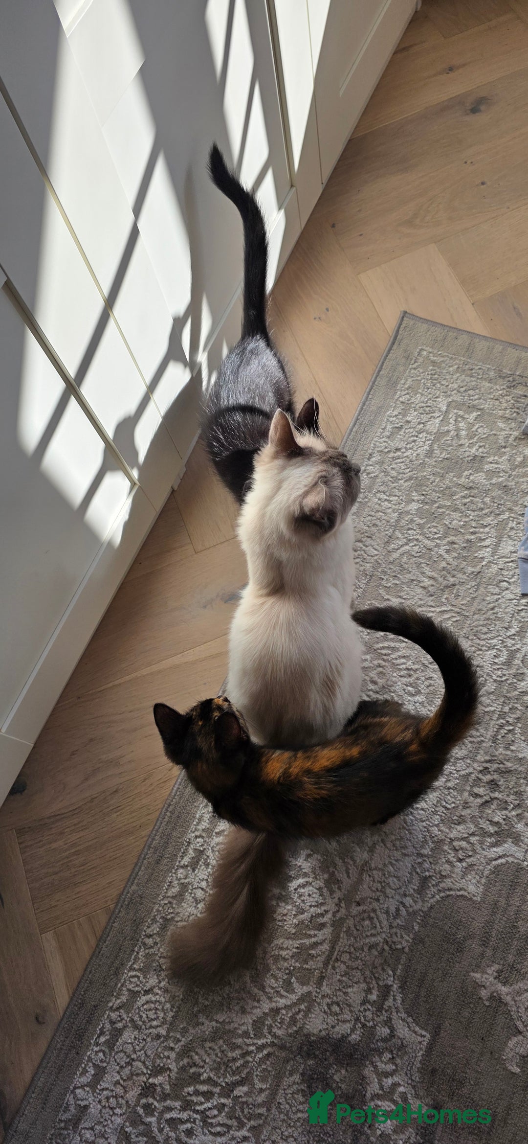 Mixed Breed cats for sale: Ragdoll cross kittens - Image 15