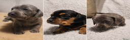 Dachshund dogs for sale: 🐾 Beautiful Dachshund Female Puppies  🐾 - Advert 2