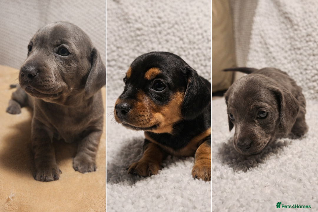 Dachshund dogs for sale: 🐾 Beautiful Dachshund Female Puppies  🐾 - Advert 2
