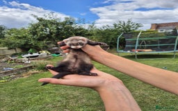 Ferret rodents for sale: Baby ferrets looking for their forever home  - Image 3
