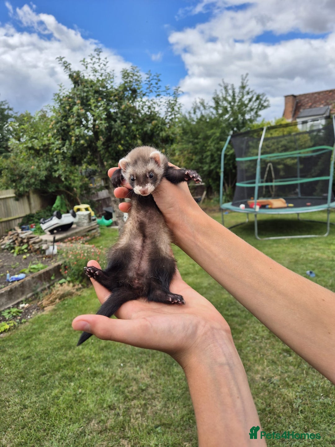 Ferret rodents for sale: Baby ferrets looking for their forever home  - Image 3
