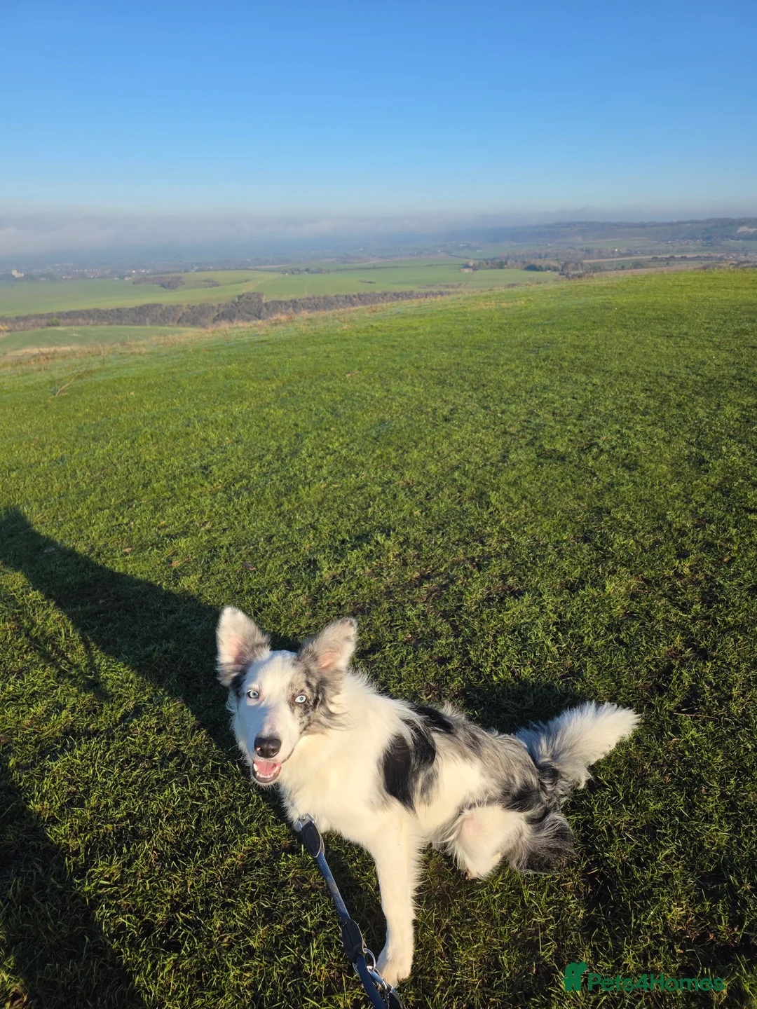 Border Collie dogs for sale: Marshall Blue merle border collie - Advert 1