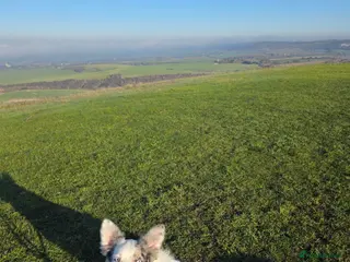 Border Collie dogs Marshall Blue merle border collie - Advert 1