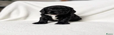 Mixed Breed 2