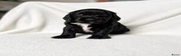 Mixed Breed dogs for sale: Sprockerpoo puppies  - Advert 3