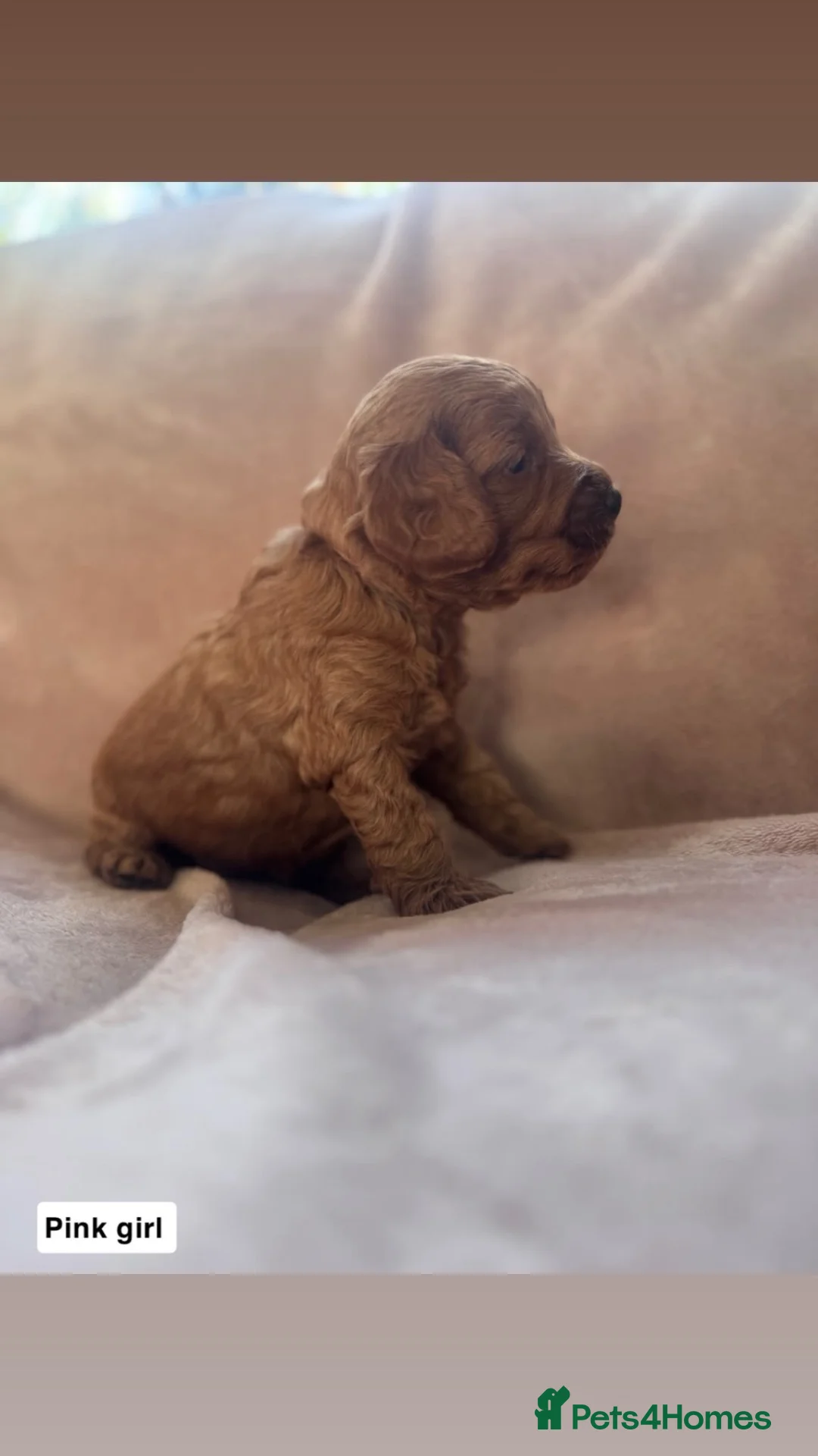 Cockapoo dogs for sale: Cockapoo F1b non moulting health tested - Advert 16